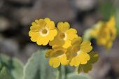 11_Primula Auricola (primula orecchia d'orso)